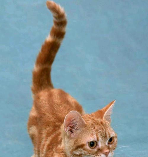 猫咪的尾巴语言（探索猫咪尾巴反应情绪的奥秘）