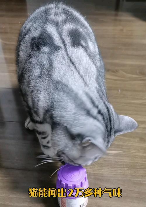 猫咪的饮食习惯受嗅觉影响（探究猫咪对食物的嗅觉敏感度及其对饮食偏好的影响）