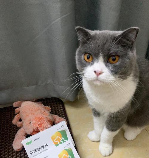 宠物猫咪的体外驱虫时间和方法（初次体外驱虫的时间和注意事项）