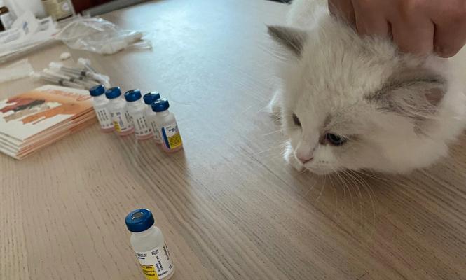 宠物猫咪的体外驱虫时间和方法（初次体外驱虫的时间和注意事项）
