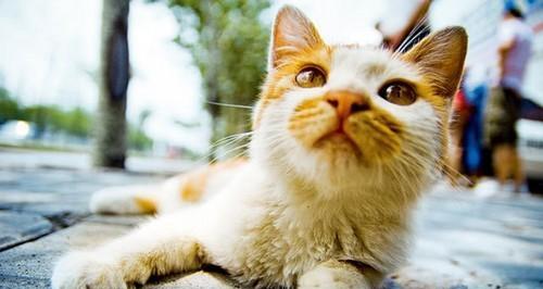 猫咪发情的表现——让你了解你的宠物（掌握这几点，轻松应对猫咪的发情期）