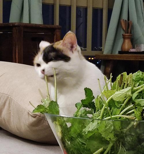 猫薄荷的危害与注意事项（猫咪的玩具却可能伤害自己，主人要知道这些！）