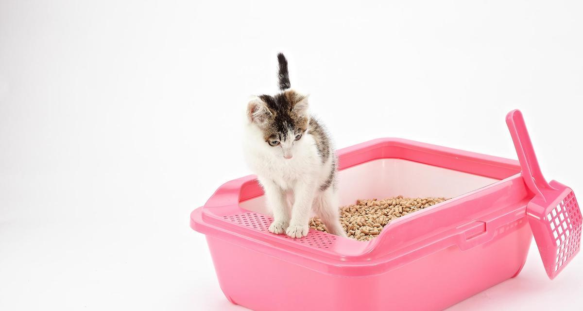 为什么猫咪故意不用猫砂盆？（揭秘猫咪行为背后的原因）