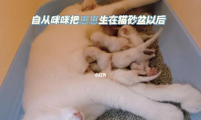 为什么猫咪故意不用猫砂盆？（揭秘猫咪行为背后的原因）