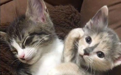猫咪能否喝牛奶？（探究猫咪和牛奶的关系，解决关于猫咪喝牛奶的疑惑）