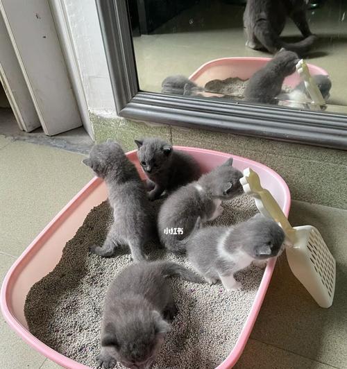 猫咪上完厕所会把猫砂带出来吗？（探究猫咪上完厕所后为何会把猫砂带出来的原因）