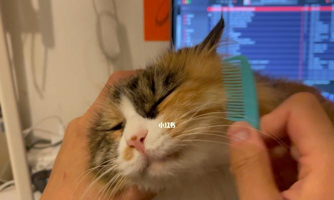 宠物猫咪的梳毛和护理（让你的猫咪更健康和美丽）