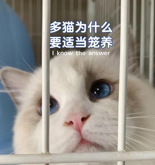 猫咪为何喜欢钻进封闭空间？（探究猫咪独特的行为习惯）
