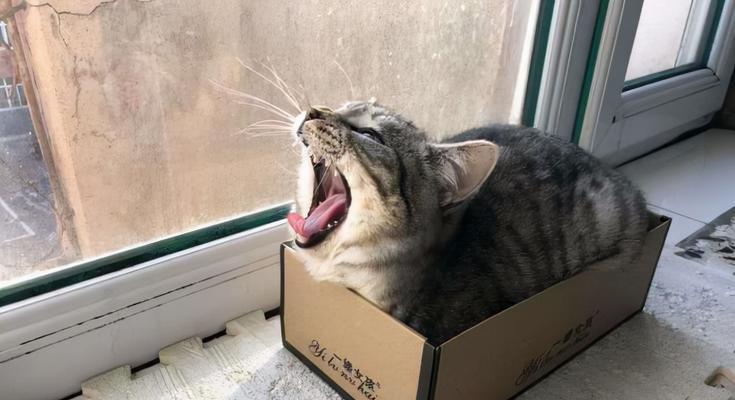 猫咪为何喜欢钻进封闭空间？（探究猫咪独特的行为习惯）