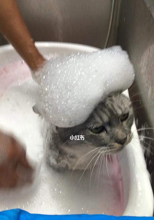宠物猫洗澡必备清单（让猫咪沐浴时更加轻松愉快的15个工具和物品）