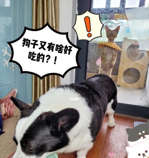 宠物猫是否能吃狗粮？（关于猫咪饮食的重要性和注意事项）