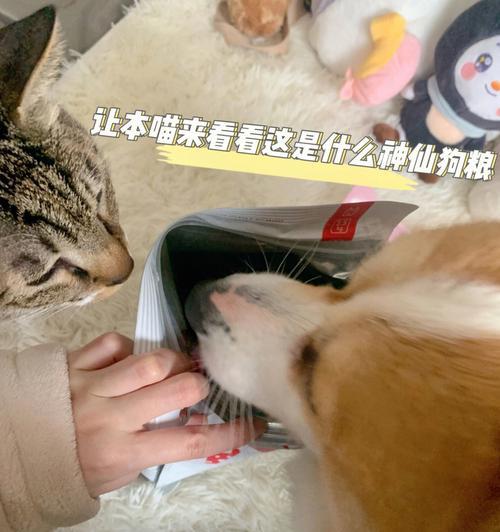 宠物猫是否能吃狗粮？（关于猫咪饮食的重要性和注意事项）