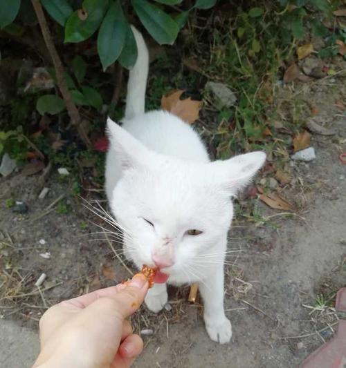 猫能吃火腿肠吗？（宠物猫的饮食禁忌及注意事项。）