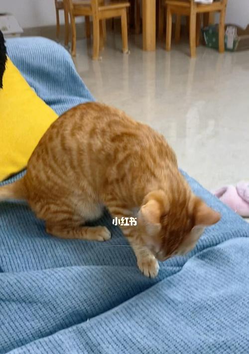 猫能吃火腿肠吗？（宠物猫的饮食禁忌及注意事项。）