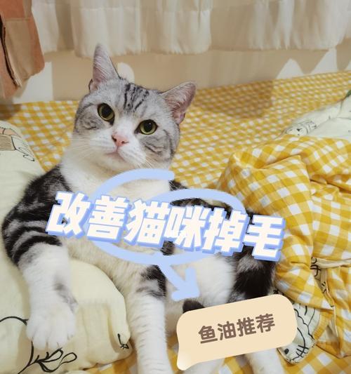 宠物脱毛为什么严重？（找到原因，让宠物更健康）