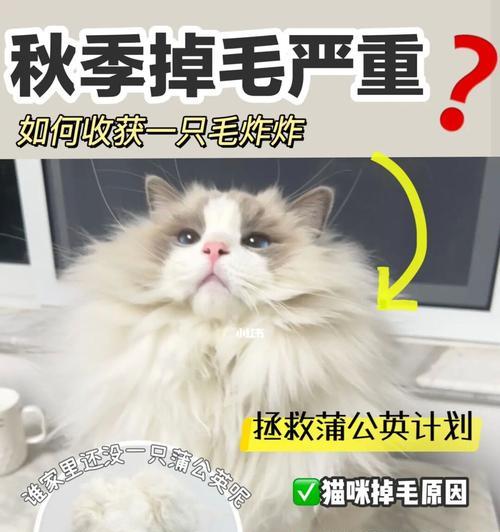 宠物脱毛为什么严重？（找到原因，让宠物更健康）