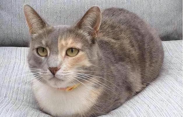 揭秘猫咪蹭人的心理原因（探究猫咪蹭人背后的秘密，猫咪行为解析）