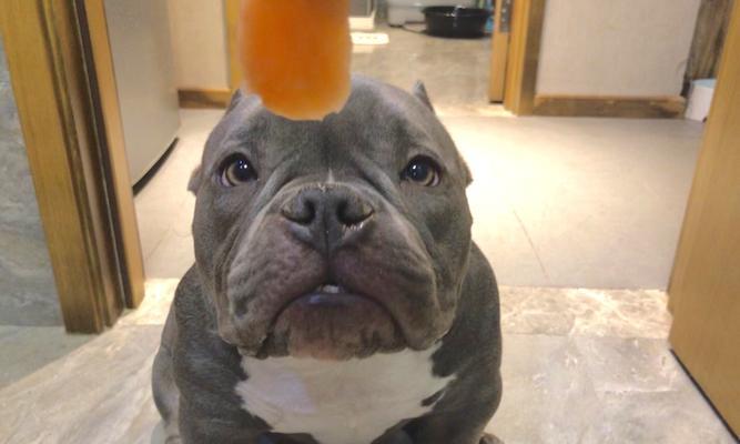 美国恶霸犬为何一直流口水？（探究犬类生理和心理原因，帮助宠物主人更好地照顾狗狗）