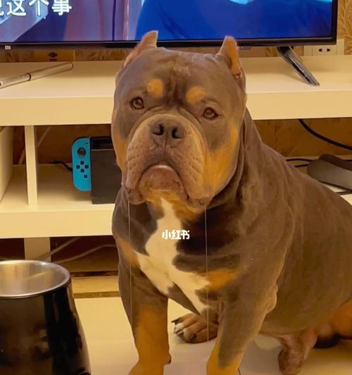 美国恶霸犬为何一直流口水？（探究犬类生理和心理原因，帮助宠物主人更好地照顾狗狗）