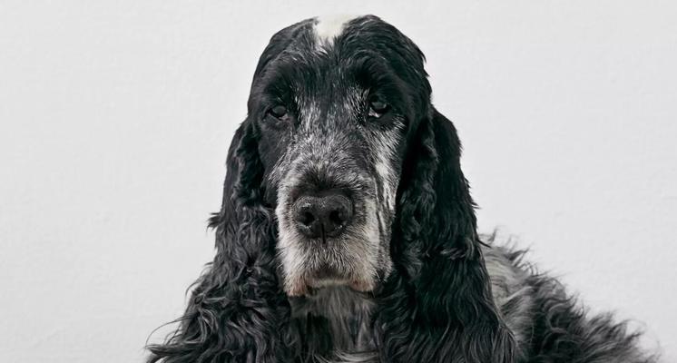 美国可卡犬与英国可卡犬的区别（探究两种可爱宠物的身世和个性特点）