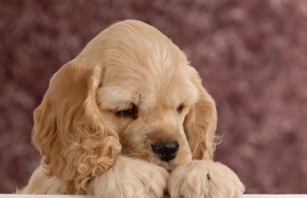 美国可卡犬与英国可卡犬的区别（探究两种可爱宠物的身世和个性特点）