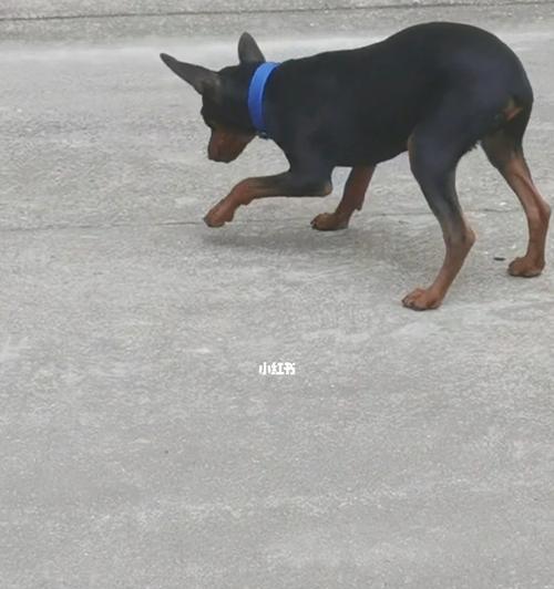 如何解决迷你杜宾犬便便干硬的问题（宠物爱好者必备的小技巧，让你的迷你杜宾犬不再便秘）