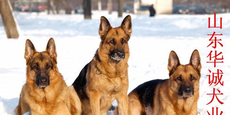 训练牧羊犬不容半点松懈（从宠物到工作犬，成为专业牧羊犬的必经之路）