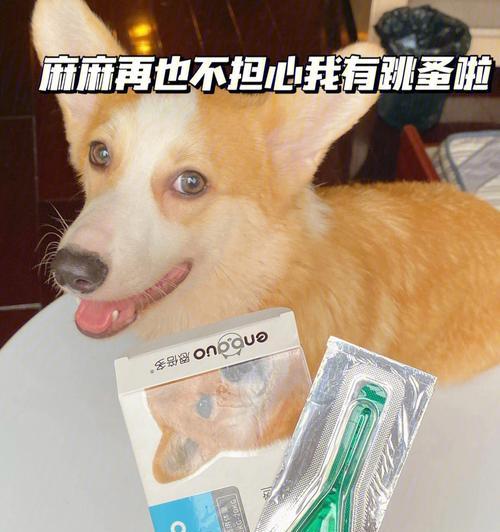 警惕！这些家庭用品易致狗狗中毒（保护宠物健康，注意用品选择）