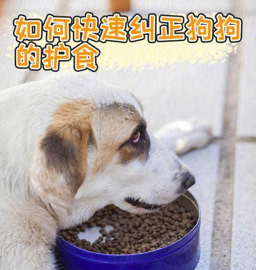 狗狗应避免的食物（保护你的宠物健康，远离这些食物）
