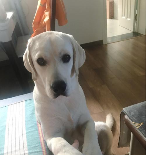 拉布拉多犬的安全感（提供宠物安全舒适的笼子，让它们拥有归属感）