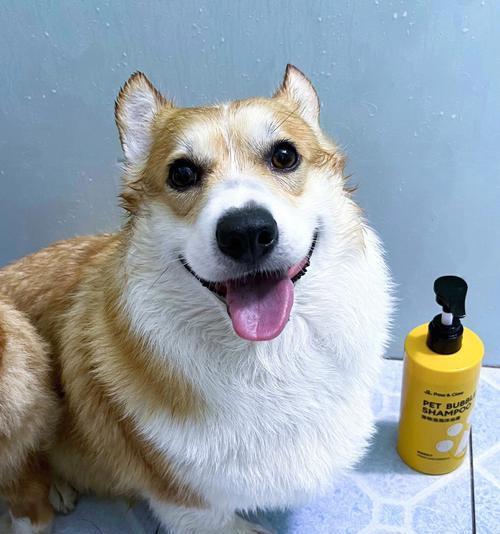 宠物洗澡频率掌握关键（如何科学给爱犬洗澡）