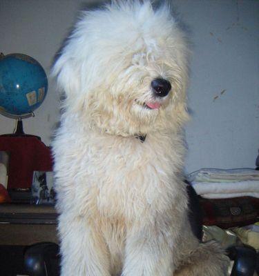 英国古代牧羊犬的历史与特点（了解这种宠物的起源和特性）