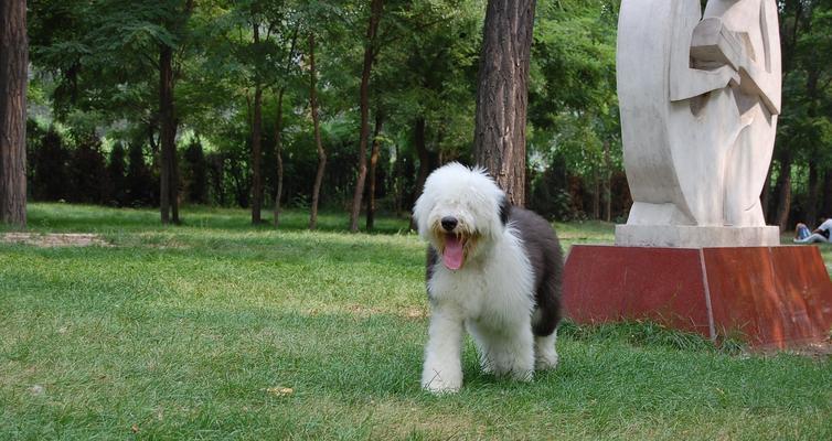 英国古代牧羊犬的历史与特点（了解这种宠物的起源和特性）