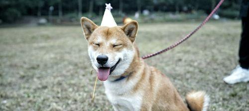 如何通过尿检判断柴犬肾是否健康（宠物养护知识）