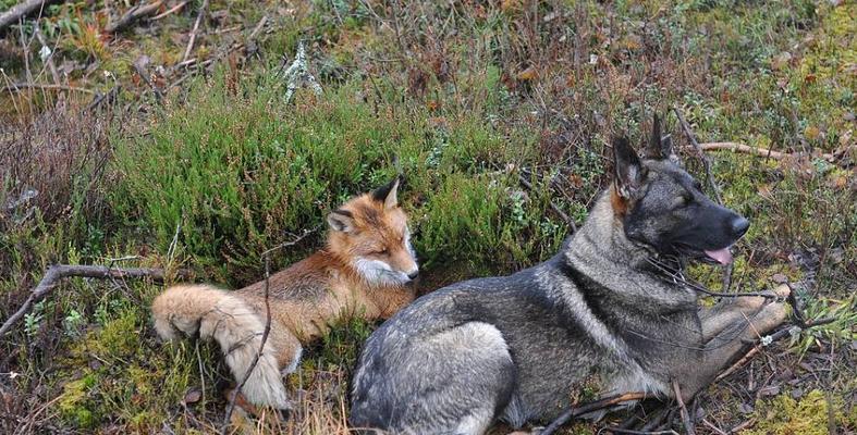 挪威猎犬喝矿泉水需谨慎（以宠物为主，关爱犬只健康）