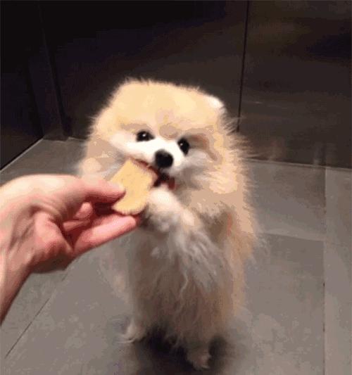 博美犬假怀孕的判断方法（以宠物为主，快速发现博美犬假怀孕的迹象）