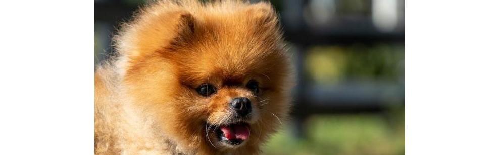 博美犬假怀孕的判断方法（以宠物为主，快速发现博美犬假怀孕的迹象）