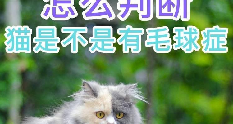 如何预防猫咪的毛球症（宠物爱好者必读！平常如何保护猫咪健康）