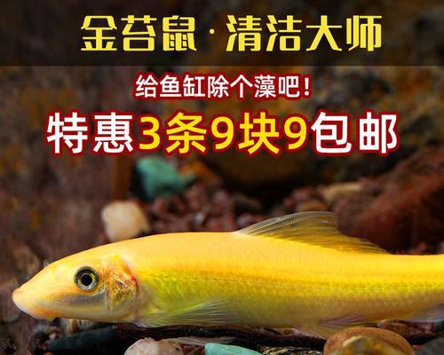 以清道夫为宠物，养它可能是的选择（清道夫鱼的特点和养殖技巧，一文解决）
