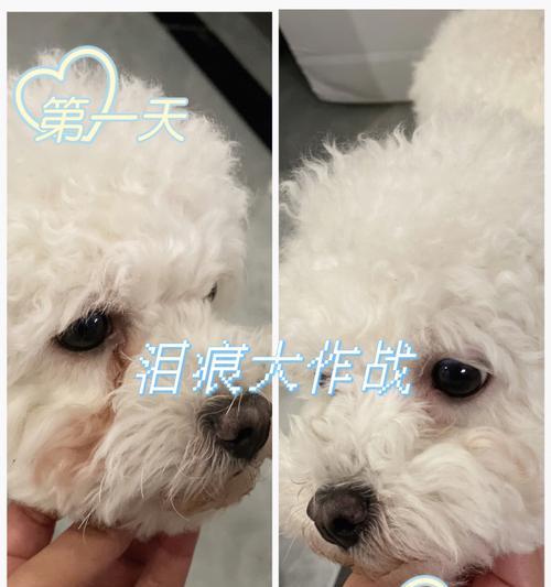 比熊泪痕清理大作战（15个妙招让你的宠物不再留泪痕）