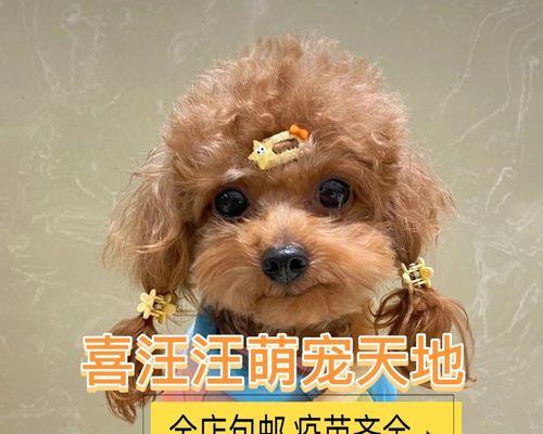 秋季泰迪毛发脱落的原因及应对方法（宠物保健知识）