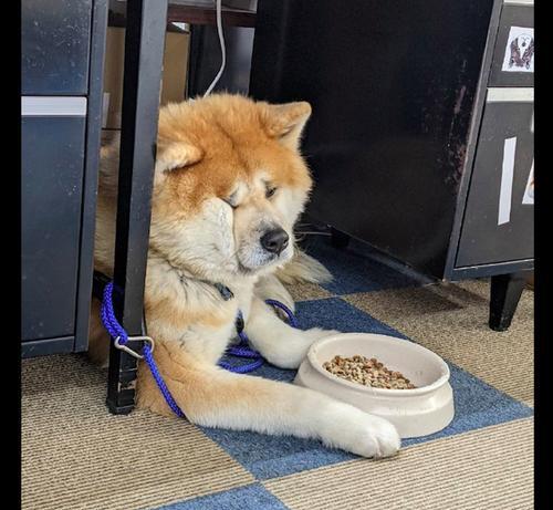 如何为怀孕的秋田犬提供营养（15种食物让秋田犬怀孕更健康）