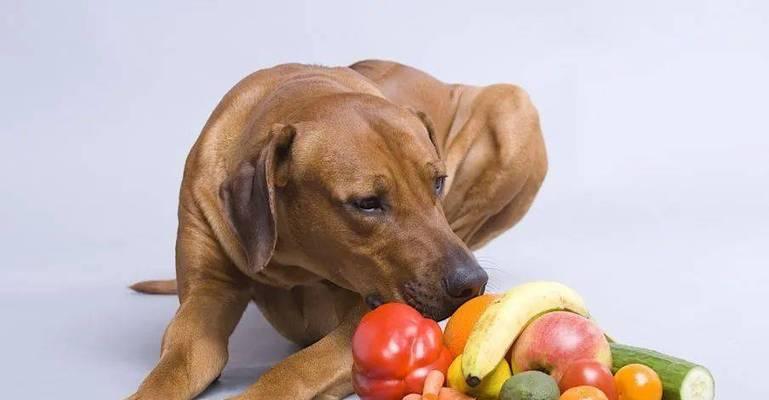 营养专题——维生素与宠物狗（了解维生素的作用，让宠物狗更健康）