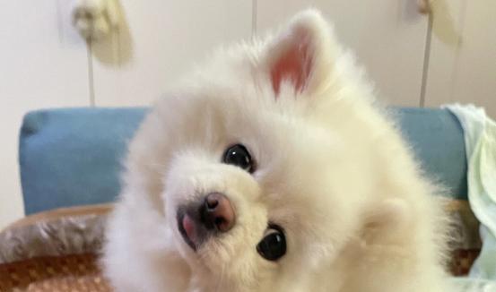 如何科学喂养五个月大的博美犬（狗粮的饮食量计算方法和细节注意事项）