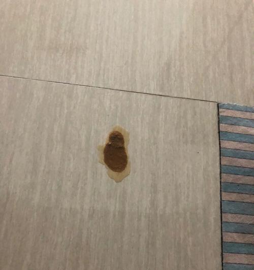 夏天小猫吐东西的颜色是什么？（探究宠物猫在夏季吐出的物质的颜色和原因）