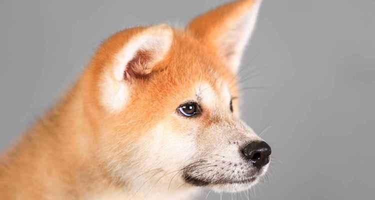 养宠物狗究竟要花多少钱？（从购买到养护，详解宠物狗的花费）