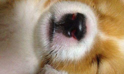 小狗嘴巴鼻子肿了是什么原因？（探究宠物生病的原因和预防措施）