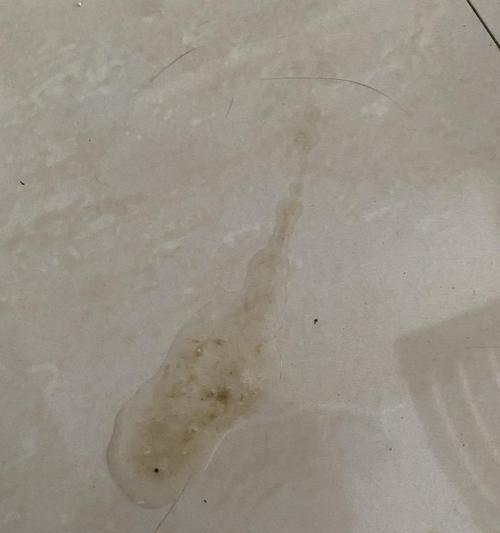 小猫被摔到肚子会导致呕吐吗？（探讨宠物摔倒对身体的影响，了解宠物护理的重要性）
