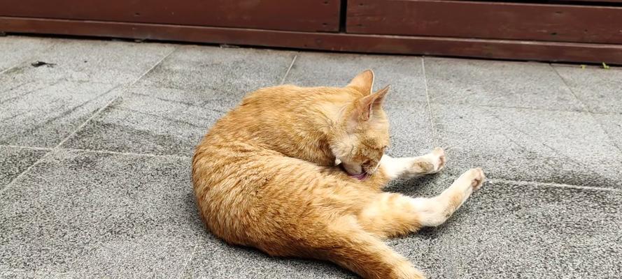 小猫为什么还一直叫？（探究小猫叫声背后的原因）