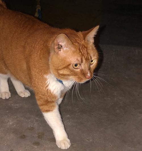 小猫为什么还一直叫？（探究小猫叫声背后的原因）